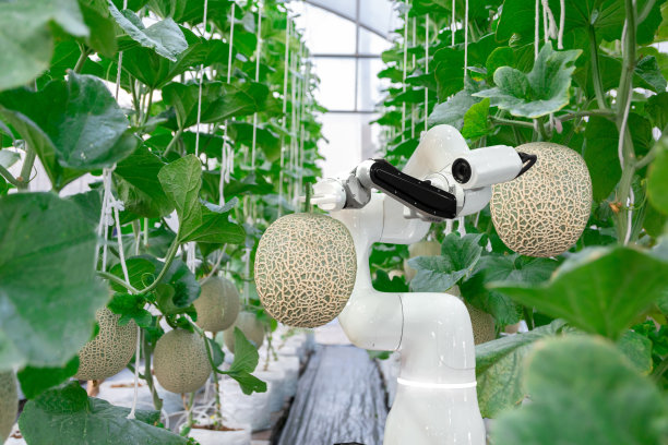 智能机器人农民在农业甜瓜未来机器人自动化工作喷洒化学品或提高效率图片 智能机器人农民在农业甜瓜未来机器人自动化工作喷洒化学品或提高效率图片下载