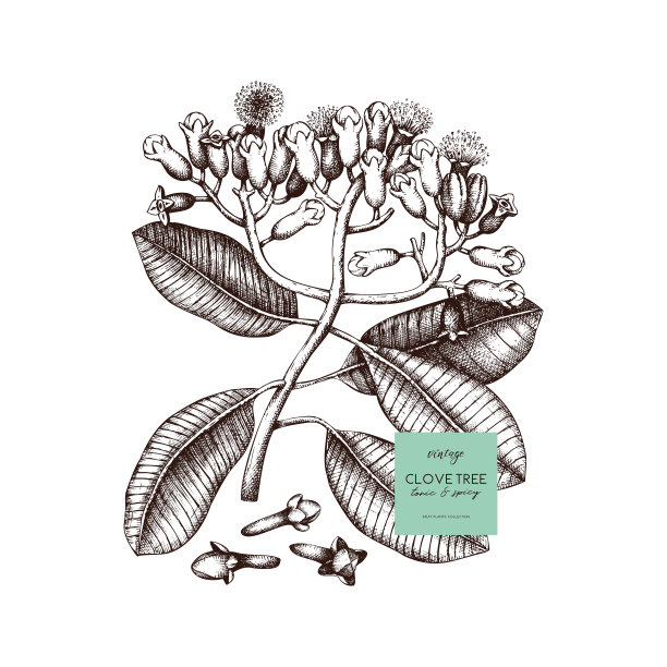 矢量手绘香料植物草图。图片 矢量手绘香料植物草图。图片下载
