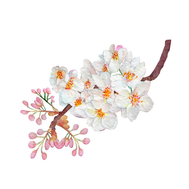 樱花,樱花,白色花束。水彩手绘植物插画。图片 樱花,樱花,白色花束。水彩手绘植物插画。图片下载
