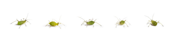 绿色蚜虫图片 绿色蚜虫图片下载