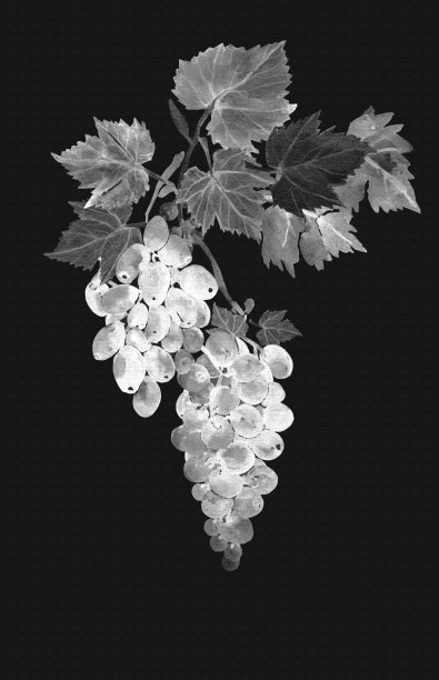 Wine.Muscat。图片 Wine.Muscat。图片下载