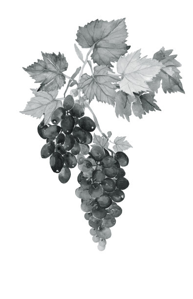 Wine.Muscat。图片 Wine.Muscat。图片下载