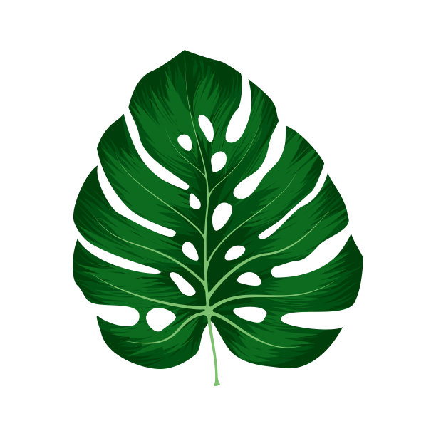 在白色背景上分离的Monstera Deliciosa植物叶子。可以用于贺卡,传单,邀请,网页设计,到一切。文件有剪切路径。图片 在白色背景上分离的Monstera Deliciosa植物叶子。可以用于贺卡,传单,邀请,网页设计,到一切。文件有剪切路径。图片下载