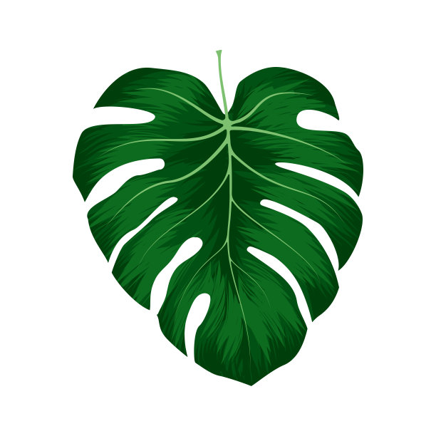在白色背景上分离的Monstera Deliciosa植物叶子。可以用于贺卡,传单,邀请,网页设计,到一切。文件有剪切路径。图片 在白色背景上分离的Monstera Deliciosa植物叶子。可以用于贺卡,传单,邀请,网页设计,到一切。文件有剪切路径。图片下载