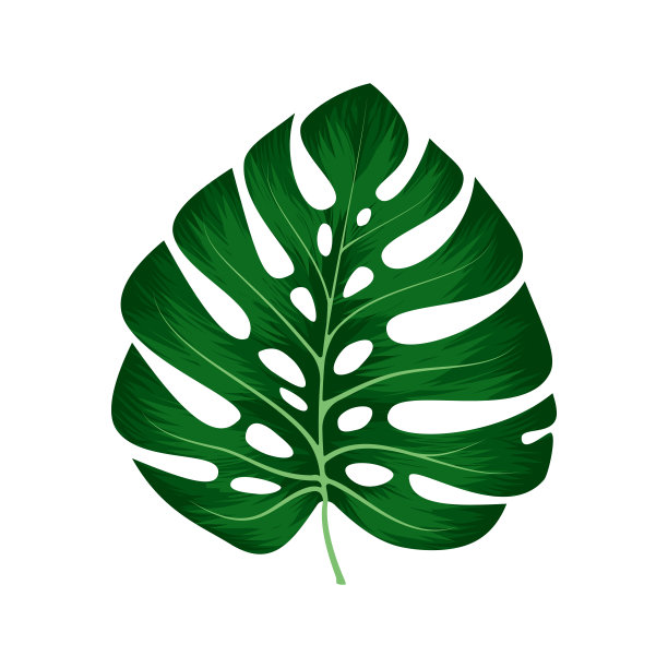 在白色背景上分离的Monstera Deliciosa植物叶子。可以用于贺卡,传单,邀请,网页设计,到一切。文件有剪切路径。图片 在白色背景上分离的Monstera Deliciosa植物叶子。可以用于贺卡,传单,邀请,网页设计,到一切。文件有剪切路径。图片下载