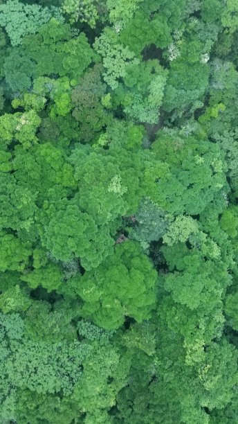 西兰花森林图片 西兰花森林图片下载