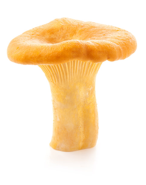 食用野生蘑菇鸡油菌(Cantharellus cibarius)分离在白色背景图片 食用野生蘑菇鸡油菌(Cantharellus cibarius)分离在白色背景图片下载