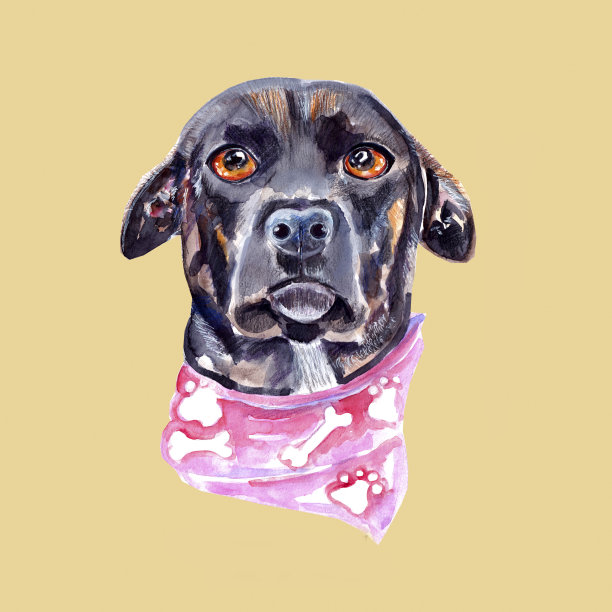 一只戴着粉色头巾的黑狗的头图片 一只戴着粉色头巾的黑狗的头图片下载