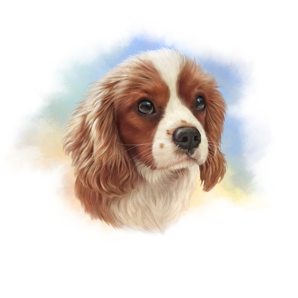 小猎犬的狗图片 小猎犬的狗图片下载