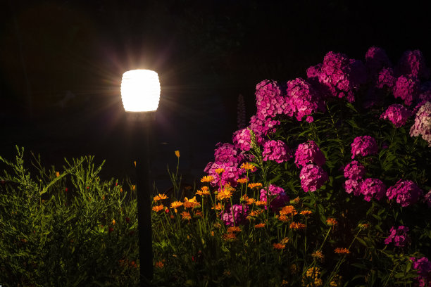 花园里的花园灯图片 花园里的花园灯图片下载