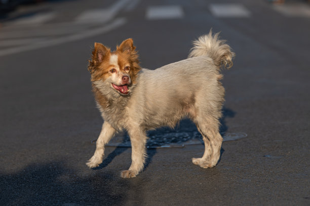 棕色边境牧羊犬穿过索伦托主干道图片 棕色边境牧羊犬穿过索伦托主干道图片下载