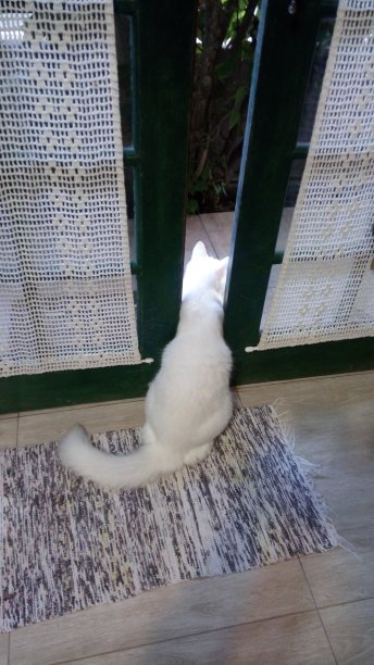 土耳其安哥拉猫图片 土耳其安哥拉猫图片下载