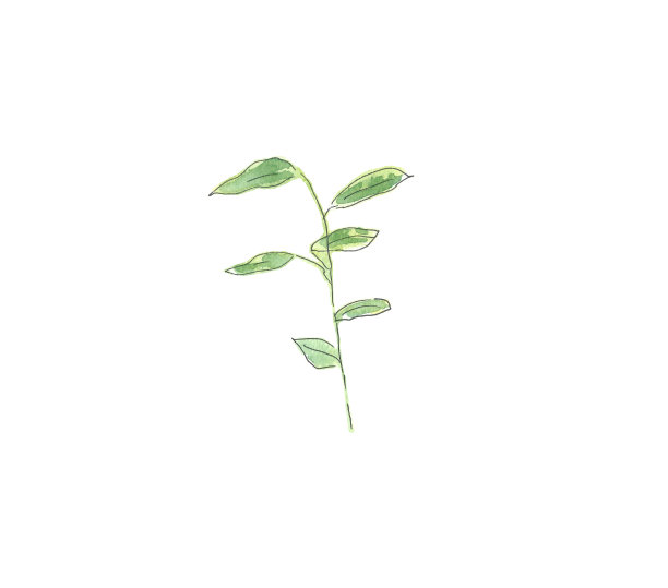 有绿色叶子的植物。手绘水彩素描。白色背景上的黑色轮廓。彩色插图图片 有绿色叶子的植物。手绘水彩素描。白色背景上的黑色轮廓。彩色插图图片下载