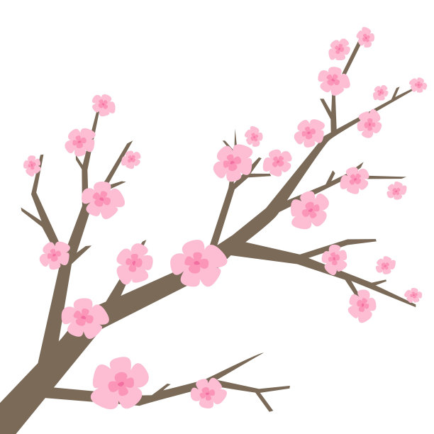 白色背景上的樱花。图片 白色背景上的樱花。图片下载