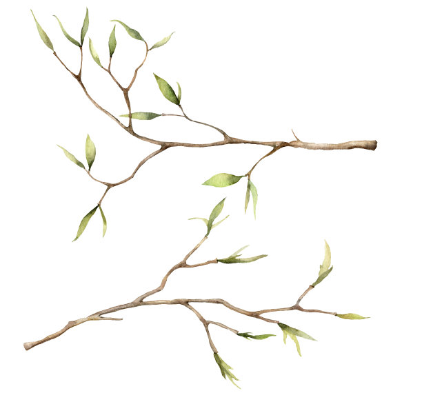 复活节用树枝装饰的春天水彩画。手绘树细枝和芽孤立在白色的背景。花卉插图设计,印刷,织物或背景。植物。图片 复活节用树枝装饰的春天水彩画。手绘树细枝和芽孤立在白色的背景。花卉插图设计,印刷,织物或背景。植物。图片下载