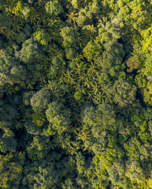 森林空中的热带树木,棕榈树,椰子,松树日出图片 森林空中的热带树木,棕榈树,椰子,松树日出图片下载