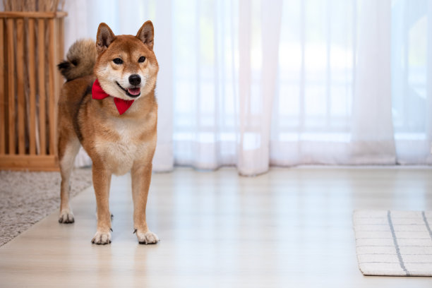 带着红丝带的日本柴犬站在客厅的白色窗帘旁图片 带着红丝带的日本柴犬站在客厅的白色窗帘旁图片下载