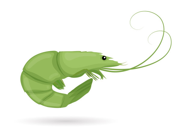 绿色的虾。生虎虾。虾孤立在白色背景上。矢量插图。图片 绿色的虾。生虎虾。虾孤立在白色背景上。矢量插图。图片下载