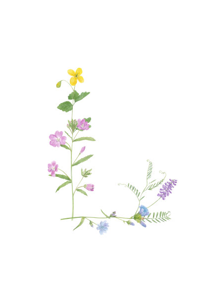 水彩手绘野生草甸花字母表收藏。字母L(牛紫薇,菊苣,白屈菜,杂草)孤立在白色背景上。图片 水彩手绘野生草甸花字母表收藏。字母L(牛紫薇,菊苣,白屈菜,杂草)孤立在白色背景上。图片下载
