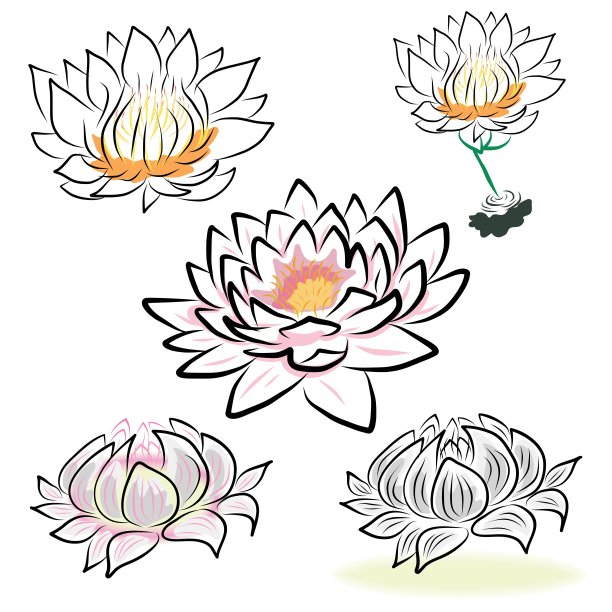 手画睡莲、荷花图片 手画睡莲、荷花图片下载