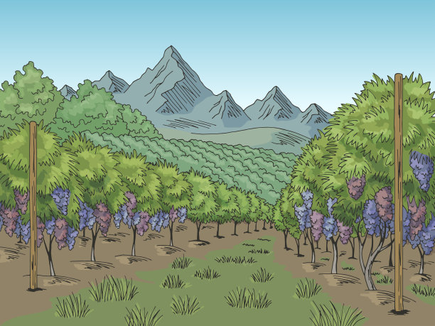 葡萄园图形色彩葡萄种植园景观素描插图向量图片 葡萄园图形色彩葡萄种植园景观素描插图向量图片下载