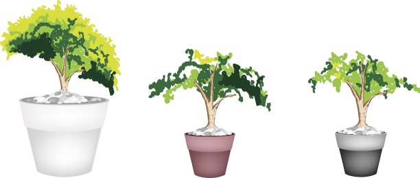 赤陶花盆中的三种常绿植物图片 赤陶花盆中的三种常绿植物图片下载