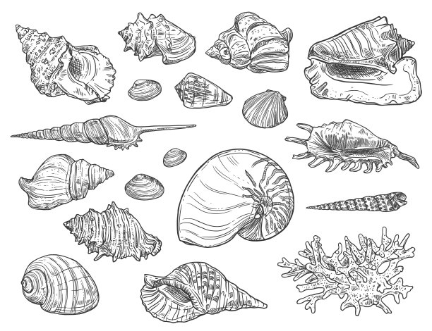 珊瑚和贝壳孤立的素描图片 珊瑚和贝壳孤立的素描图片下载