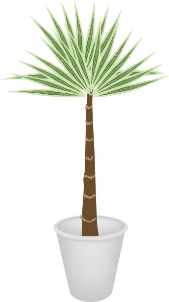 花盆里的棕榈树图片 花盆里的棕榈树图片下载