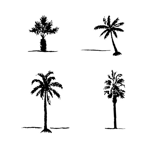 一套手绘素描棕榈树图片 一套手绘素描棕榈树图片下载