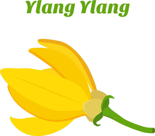 热带花-依兰依兰cananga图片 热带花-依兰依兰cananga图片下载