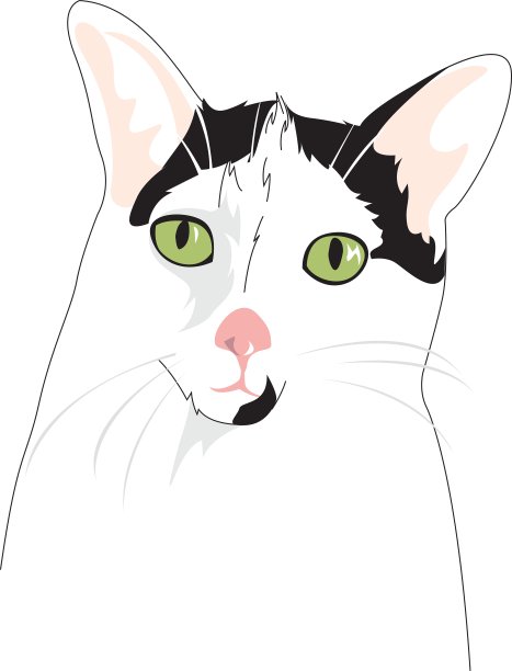 猫的肖像图片 猫的肖像图片下载