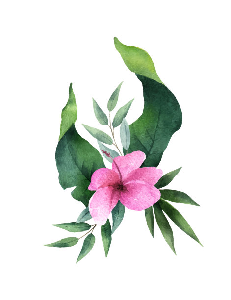 水彩花束热带树叶和图片 水彩花束热带树叶和图片下载