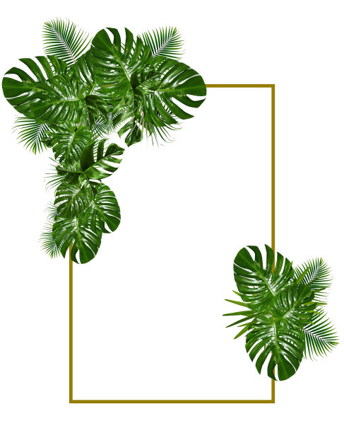 热带叶框架图片 热带叶框架图片下载