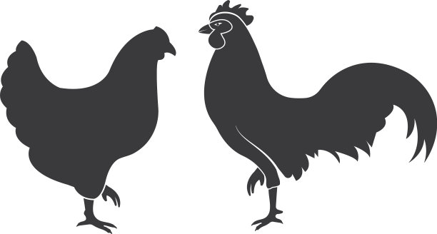 鸡图片 鸡图片下载