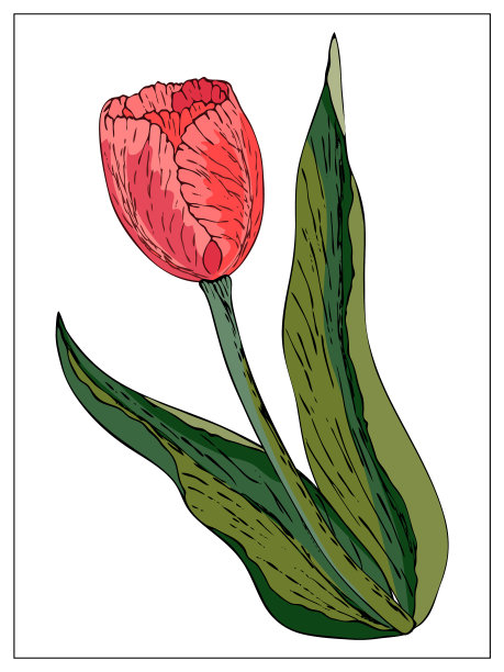 花与郁金香花图片 花与郁金香花图片下载