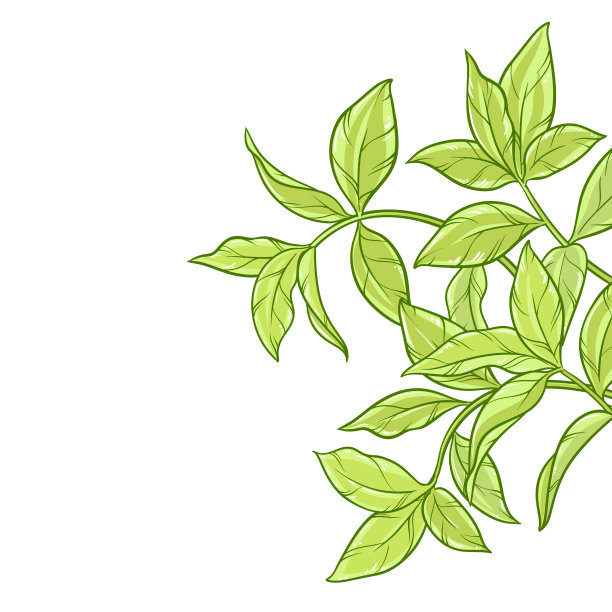 白色背景上的绿茶叶子图片 白色背景上的绿茶叶子图片下载