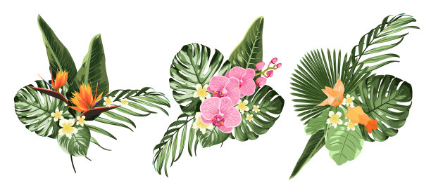 热带植物philodendron monstera棕榈叶图片 热带植物philodendron monstera棕榈叶图片下载