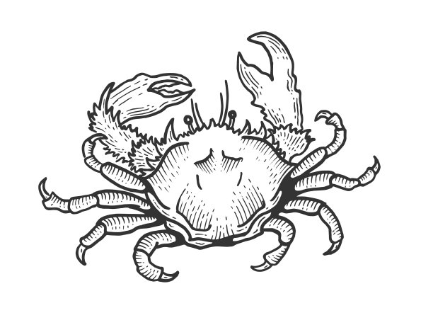 蟹海动物素描雕刻图片 蟹海动物素描雕刻图片下载