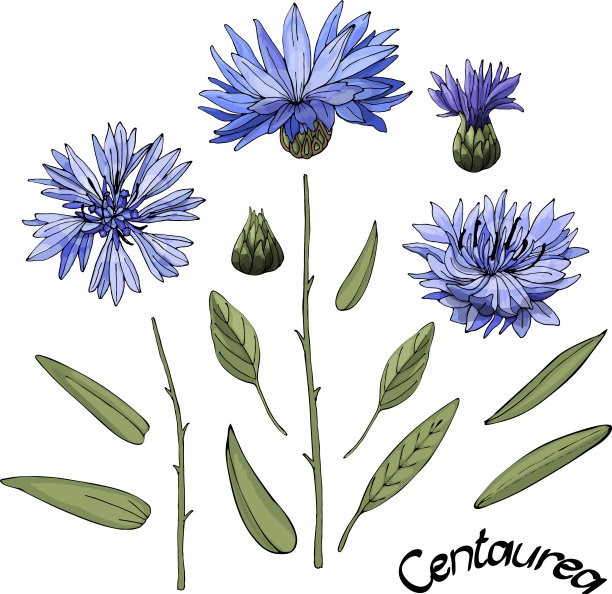花蓝色矢车菊矢车菊图片 花蓝色矢车菊矢车菊图片下载