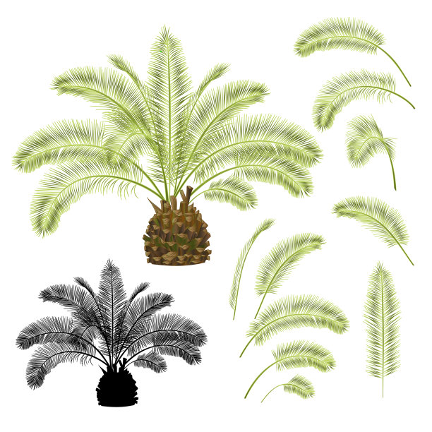 热带植物,椰枣和棕榈叶图片 热带植物,椰枣和棕榈叶图片下载
