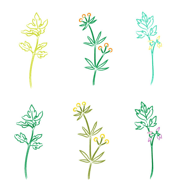 植物标本室手绘插图图片 植物标本室手绘插图图片下载