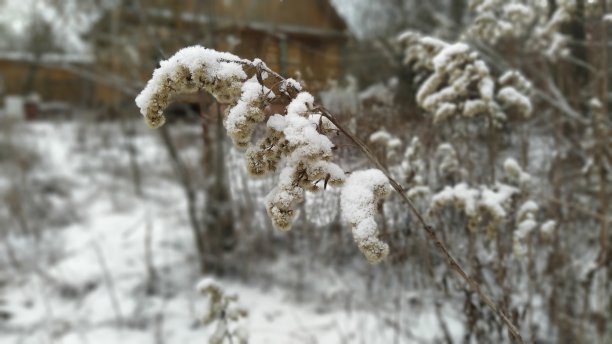 干草和花在雪地里图片 干草和花在雪地里图片下载