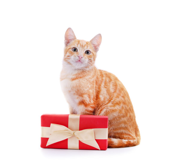 小红猫带着礼物。图片 小红猫带着礼物。图片下载