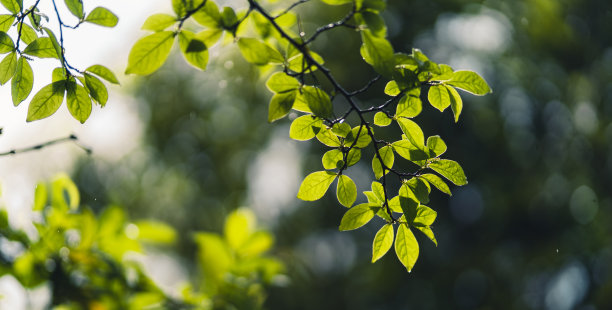 绿叶——雨后在大自然中萌发的绿叶图片 绿叶——雨后在大自然中萌发的绿叶图片下载