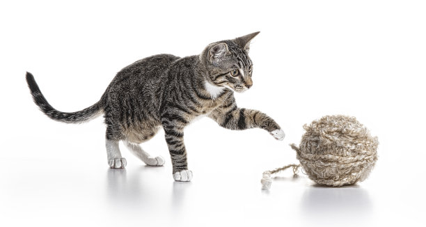 白色的猫和毛线团图片 白色的猫和毛线团图片下载