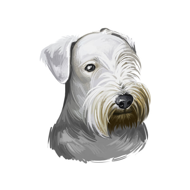 Cesky梗犬品种孤立在白色背景数字艺术插图。可爱的宠物手绘肖像。图形剪贴画设计逼真的动物。图片 Cesky梗犬品种孤立在白色背景数字艺术插图。可爱的宠物手绘肖像。图形剪贴画设计逼真的动物。图片下载