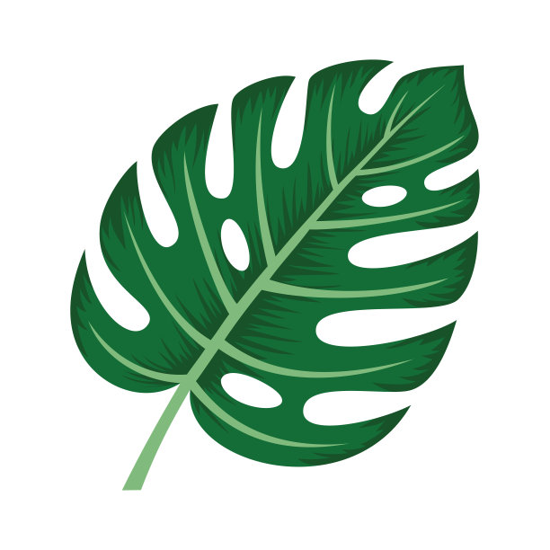 在白色背景上孤立的怪物植物叶子图片 在白色背景上孤立的怪物植物叶子图片下载
