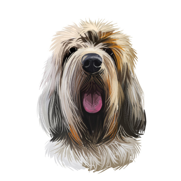 Grand Griffon Vend en,大型Vend en Griffon狗数字艺术插图孤立在白色背景。法国原籍猎犬。宠物手绘肖像。图形剪辑艺术设计的网页,打印。图片 Grand Griffon Vend en,大型Vend en Griffon狗数字艺术插图孤立在白色背景。法国原籍猎犬。宠物手绘肖像。图形剪辑艺术设计的网页,打印。图片下载