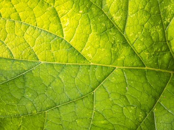 绿叶质地的植物在阳光下。图片 绿叶质地的植物在阳光下。图片下载