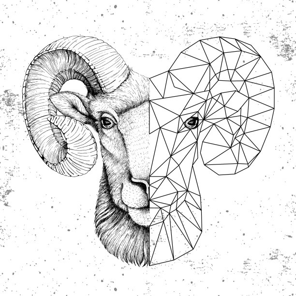 时髦的动物现实和多边形羊图片 时髦的动物现实和多边形羊图片下载